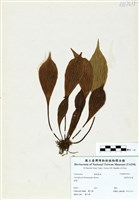 藏品(臺灣車前蕨)的圖片